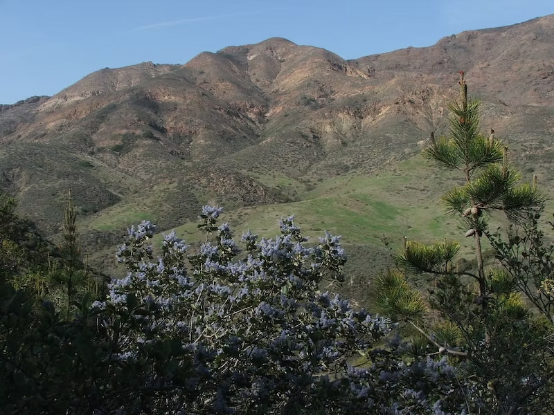 California lilac bush