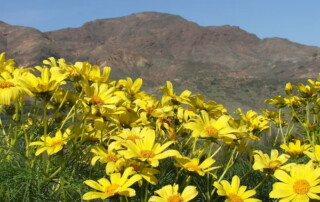 Giant coreopsis flower in a fragrant spring on Channel Islands National Park