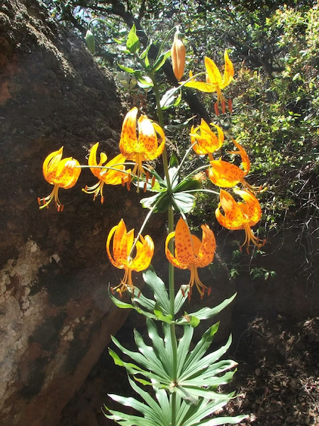 Spotted Humbolt's Lily flower in a fragrant spring
