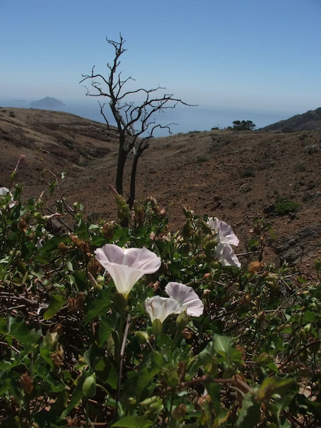 Morning glory flower in fragrant spring