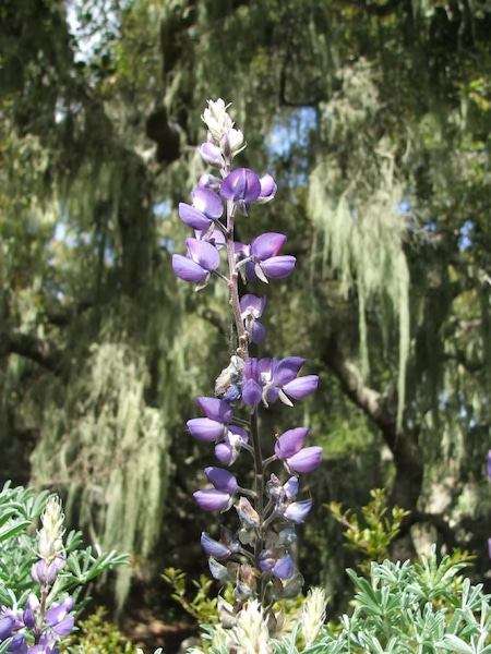 Silver Lupine flower, fragrant spring