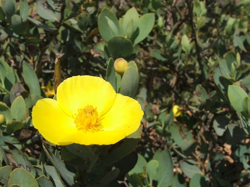 California Tree Poppy flower