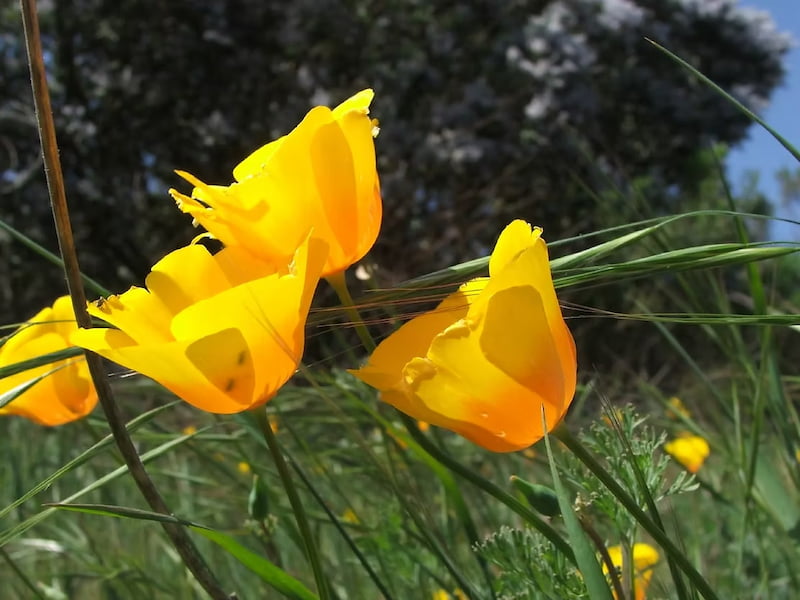 California poppy flower in a fragrant spring