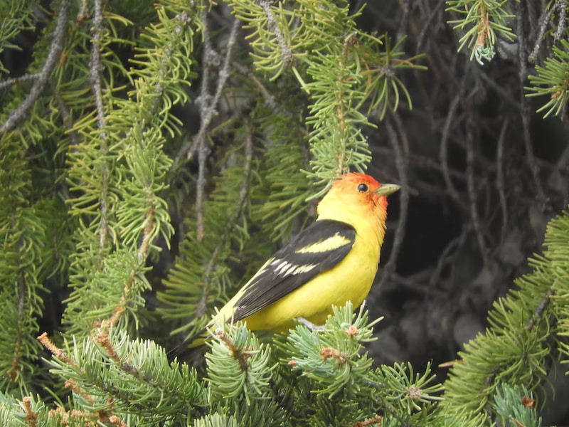 Western Tanager in the pine trees