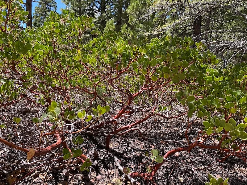 Shrub in Ponderosa woodlands