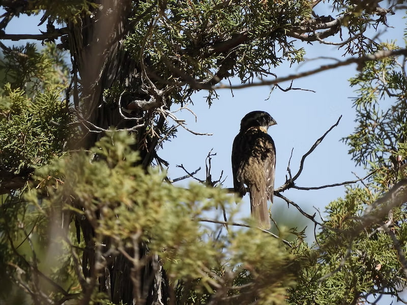 Grosbeak bird in the trees