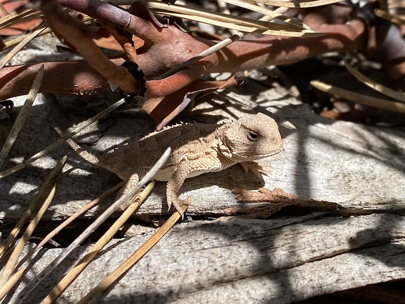 Short horned lizard in Bryce Canyon National Park