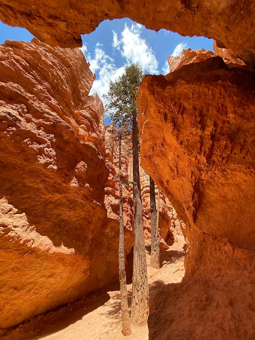 Douglas Fir trees growing in Bryce Canyon National Park