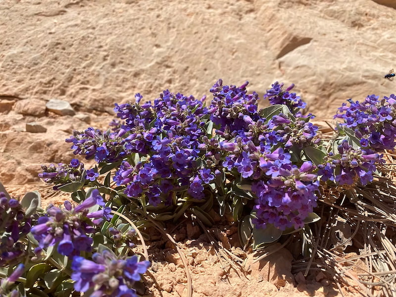 Penstemon in the sand