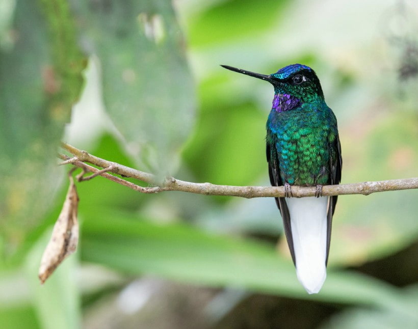 White-tailed Starfrontlet