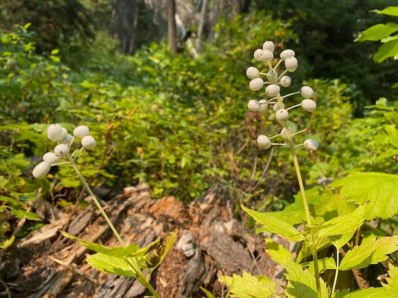 Baneberry