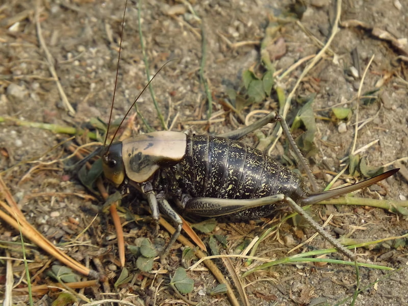 Large mormon cricket