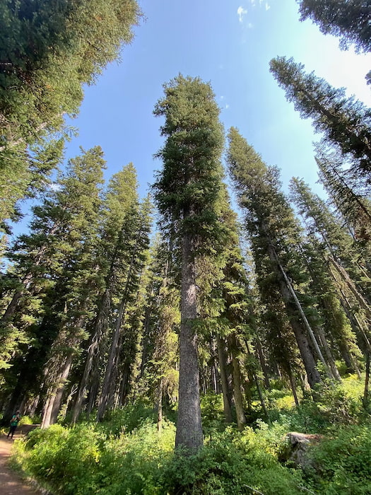 Douglas Firs in the forest