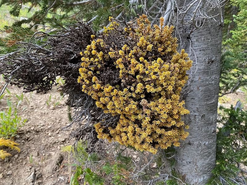 Mistletoe found in the forest