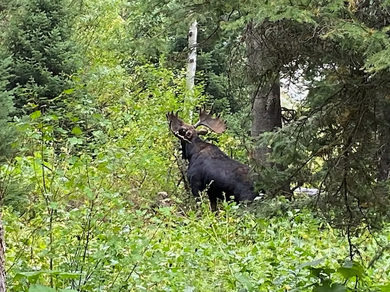 Bull moose in the woods