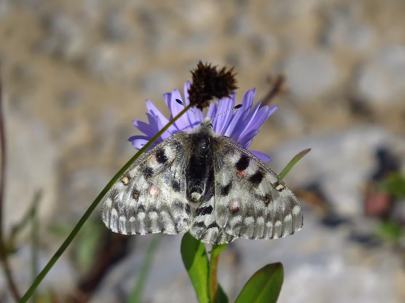 Moth on a flower