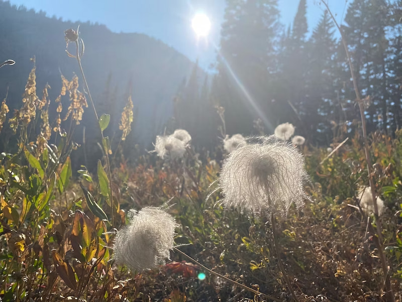 Prairie smoke flowers in the meadow