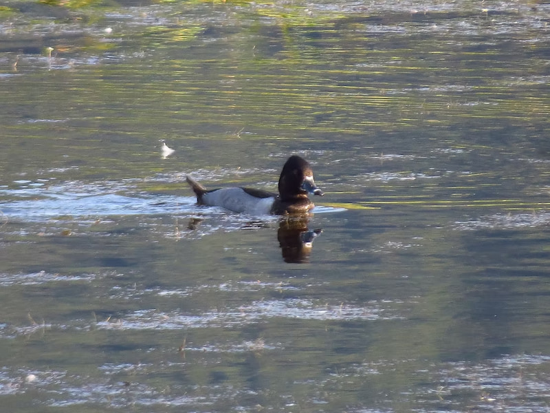 Ring neck duck in the lake at the Tetons