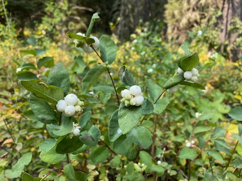 Snowberry