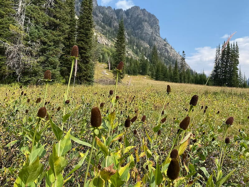 Fields of western coneflowers