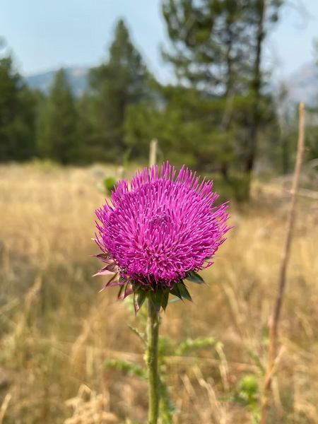 Musk Thistle in the field