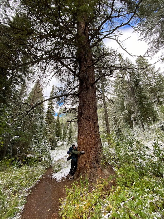 Hugging trees in the forest of the Tetons