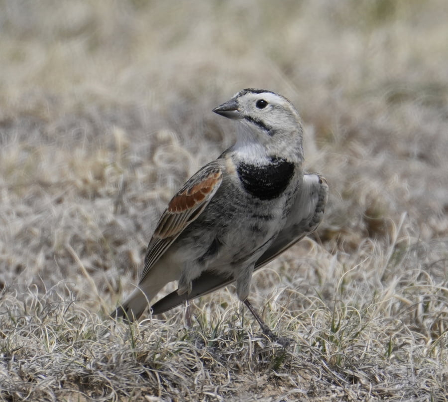 Thick-billed Longspur A Thick-billed Longspur at the Pawnee National Grasslands, Colorado