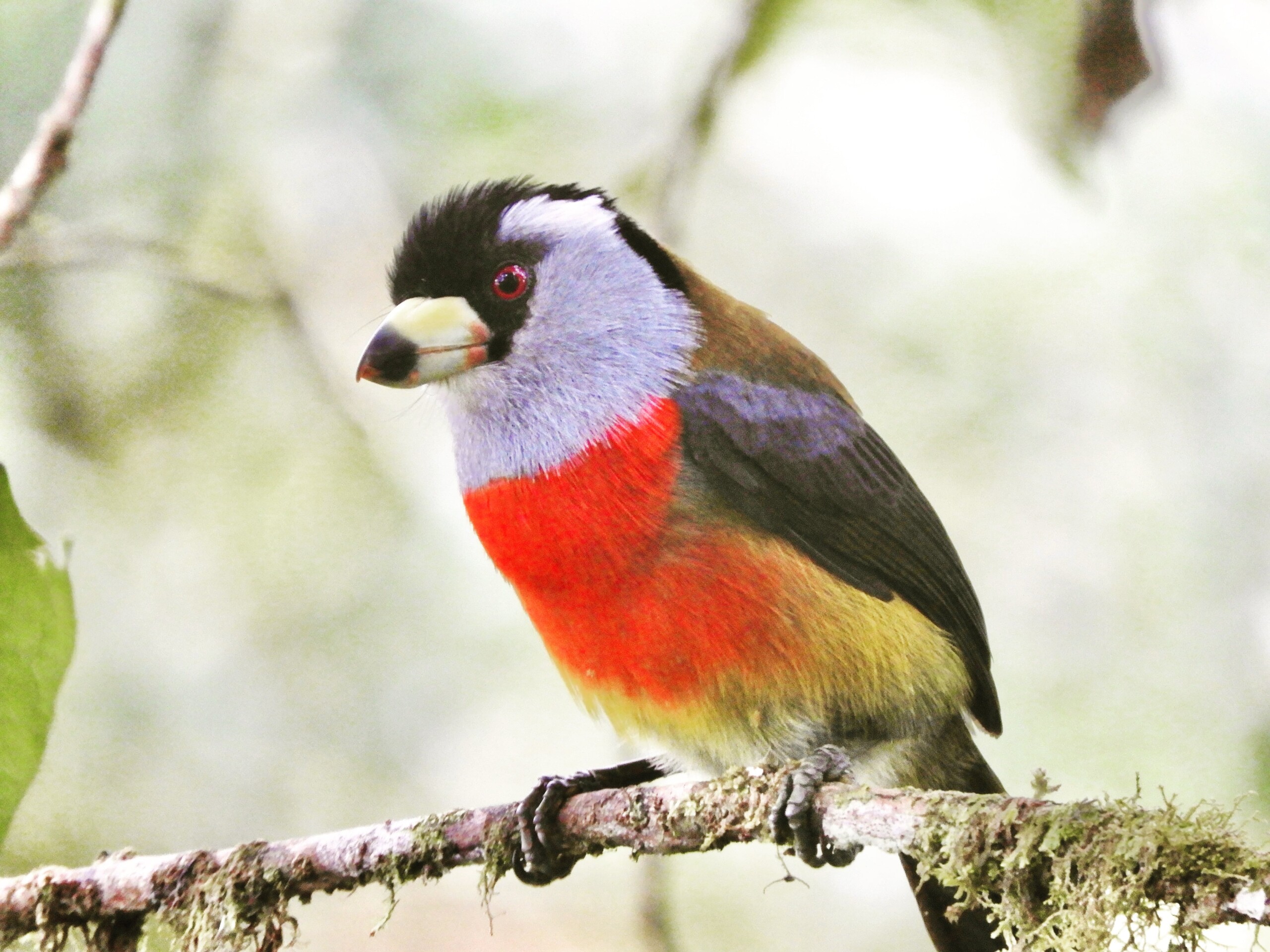 Toucan Barbet in northwestern Ecuador