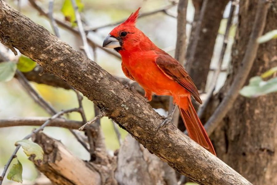 Vermilion Cardinal in Colombia