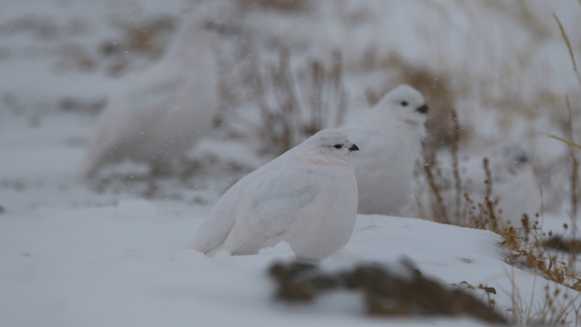 White-tailed Ptarmigan seen on Birding Man's Colorado Grouse Expedition