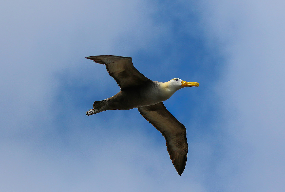 Waved Albatross in flight at Punta Suarez, Española Island, Galápagos, Ecuador
