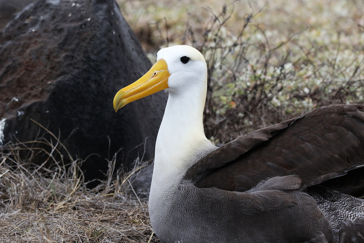 A Waved Albatross on the Galapagos Islands