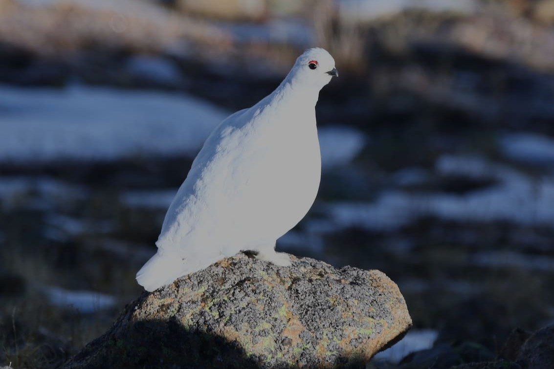 A White-tailed Ptarmigan in winter plumage