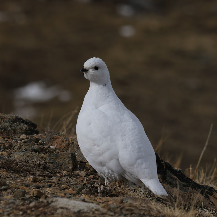 A White-tailed Ptarmigan in winter plumage in Colorado