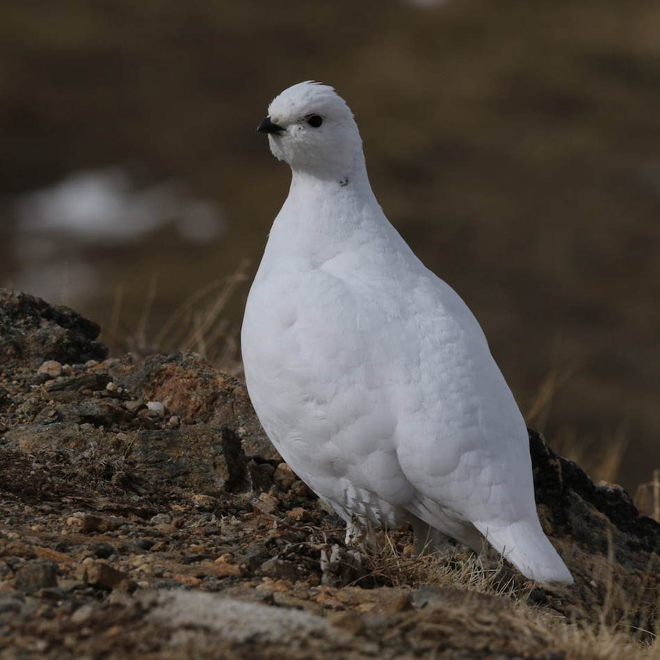 A sapsucker bird seen on a sightseeing tour of nature and wildlife in Colorado.