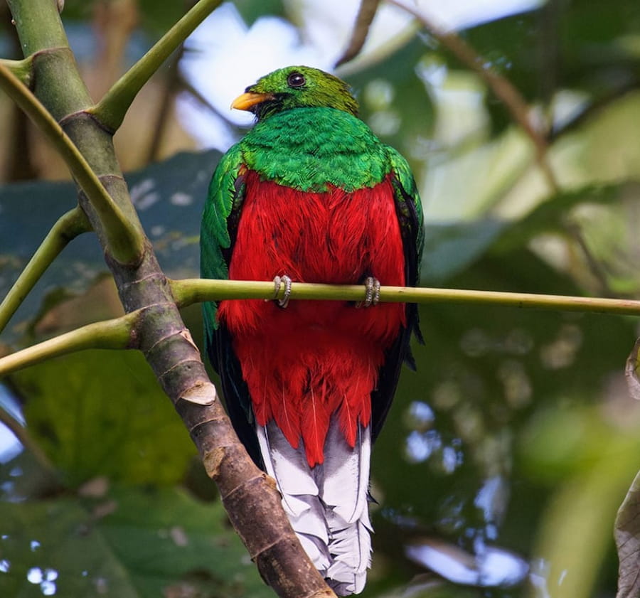 White-tipped Quetzal in Colombia