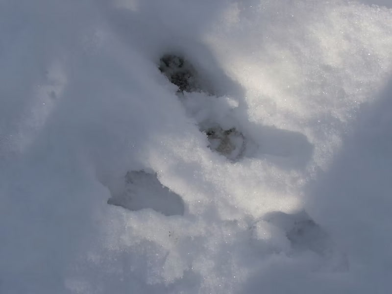 Squirrel footprint in the snow