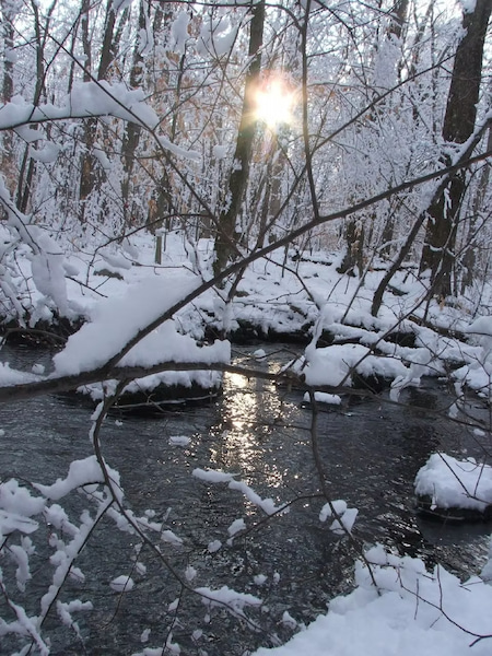 Riparian forest in snowy woods of Connecticut
