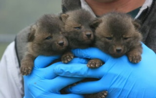 Work with Santa Cruz island fox pups on Channel Islands National Park