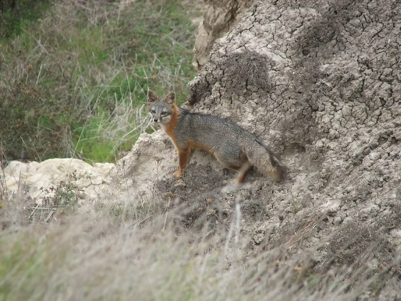 Santa Cruz Island fox