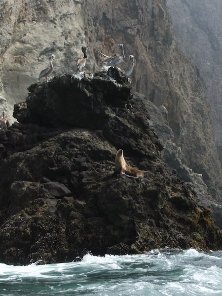 California sea lion & brown pelicans on Santa Cruz Island in Channel Islands National Park