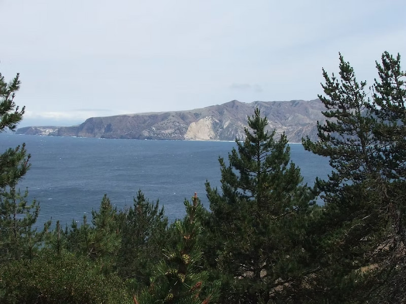 Work on Santa Cruz Island pine trees in Channel Islands National Park
