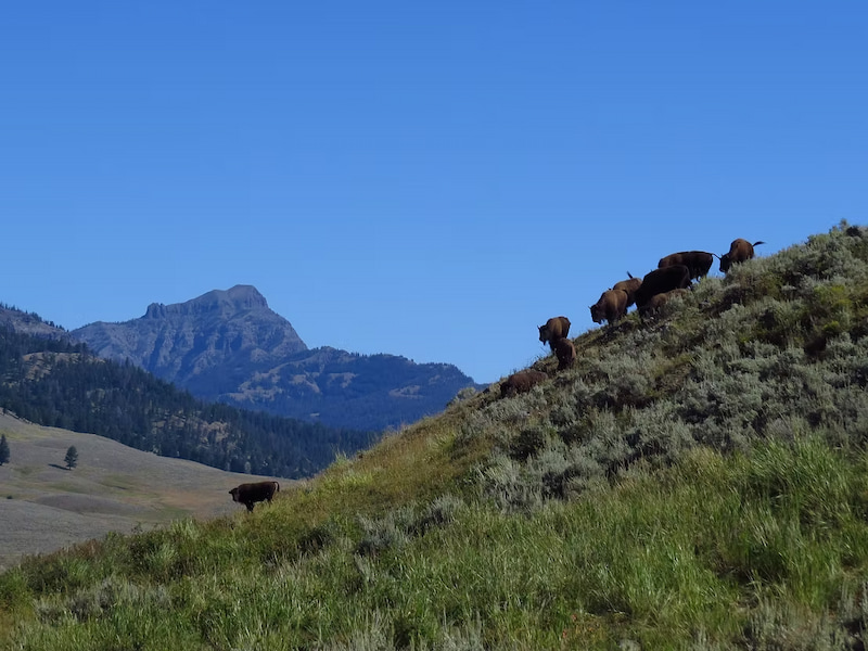 Herd of bison in Yellowstone National Park