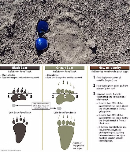 Bear paw prints in the sand