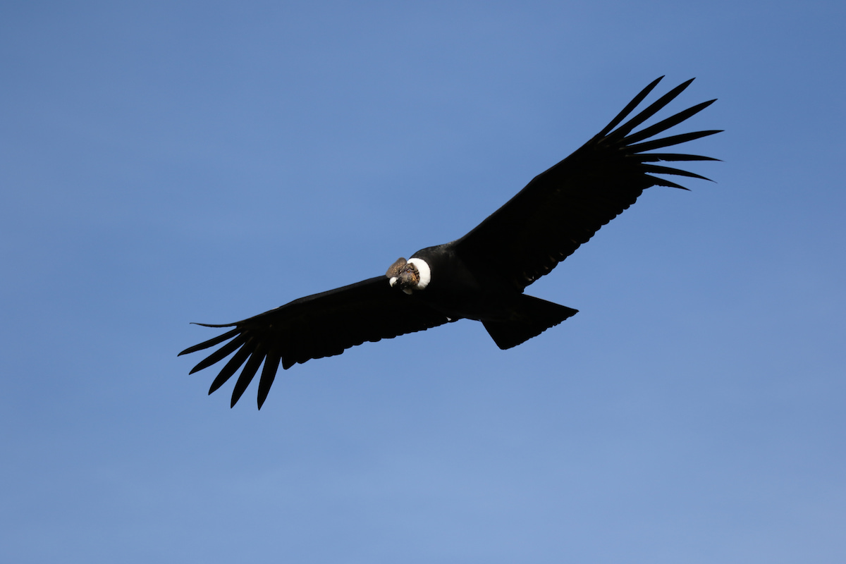 Andean Condor soaring over the cliffs at Chakana Reserve, Ecuador