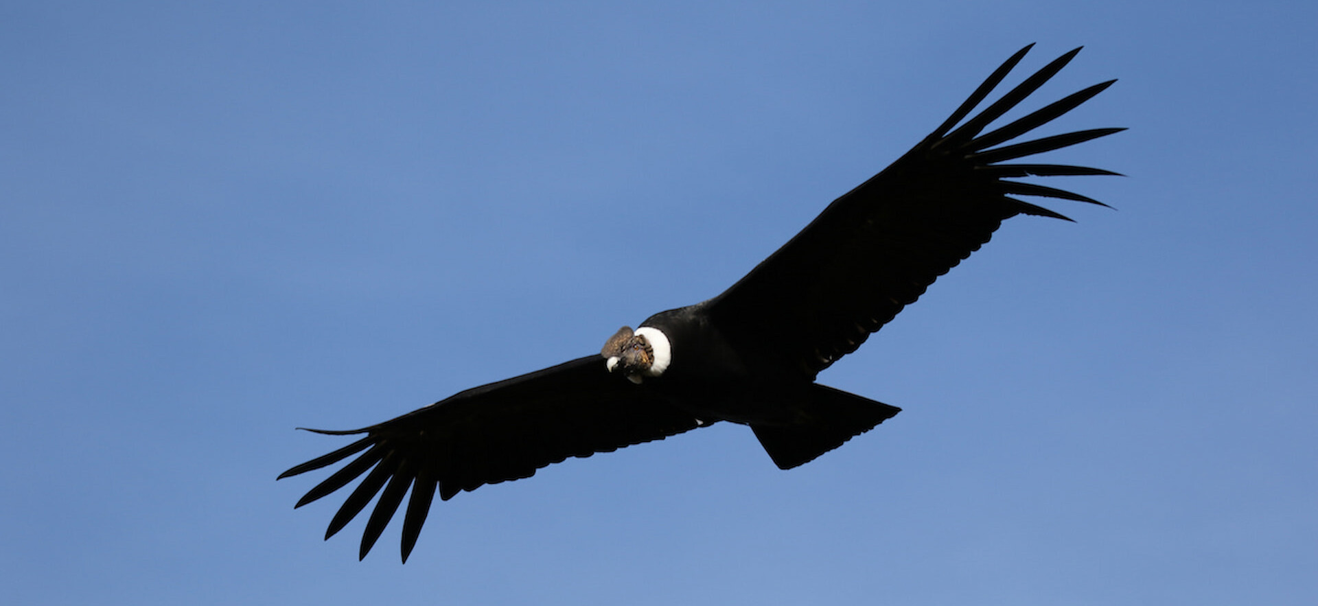 An Andean Condor near Antisana Reserve, Ecuador