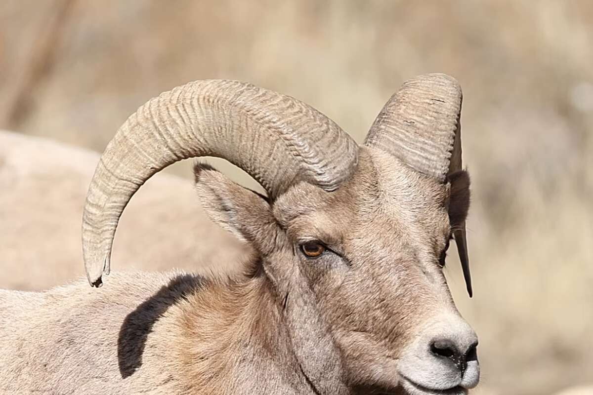 Bighorn Sheep seen on a wildlife tour in Colorado.