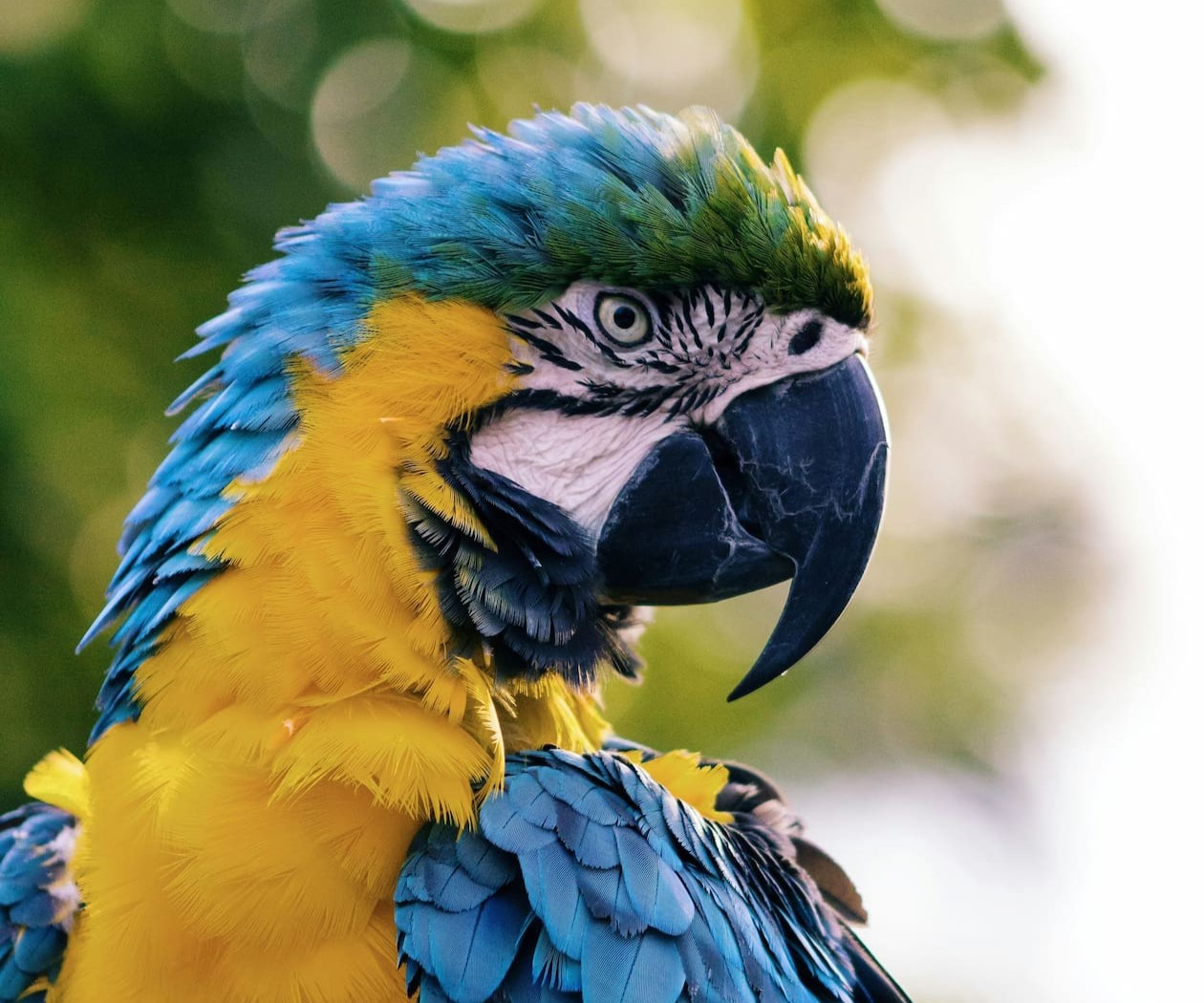 A Blue-and-Yellow Macaw in the Ecuadorian Rainforest