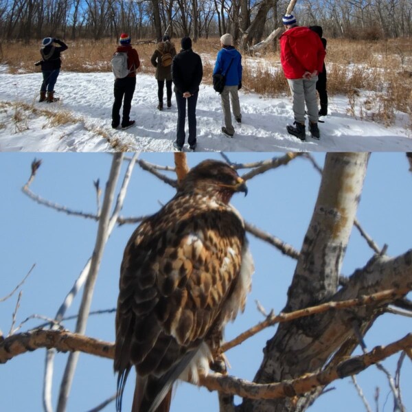 Group looking at a Ferruginous Hawk at Cherry Creek State Park