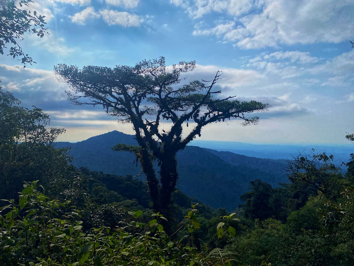 Cloud forest in Ecuador's eastern cordillera